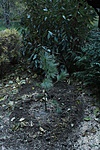 Himaljai selyemfeny (Pinus wallichiana)