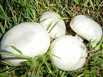 Kétspórás csiperke (Agaricus bisporus) - ehető