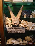 2 millió éves antilopféle