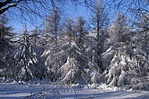 Megint porcukor...
