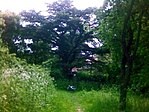 A libanoni cédrus