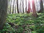 Erdei fények