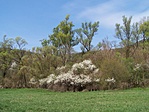 Tavasz