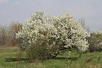 Bokor a közelben