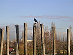 pihenő