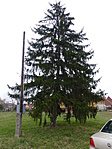 Láda örző társa