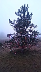 A nap végére meglett a karácsonyfa is... :)